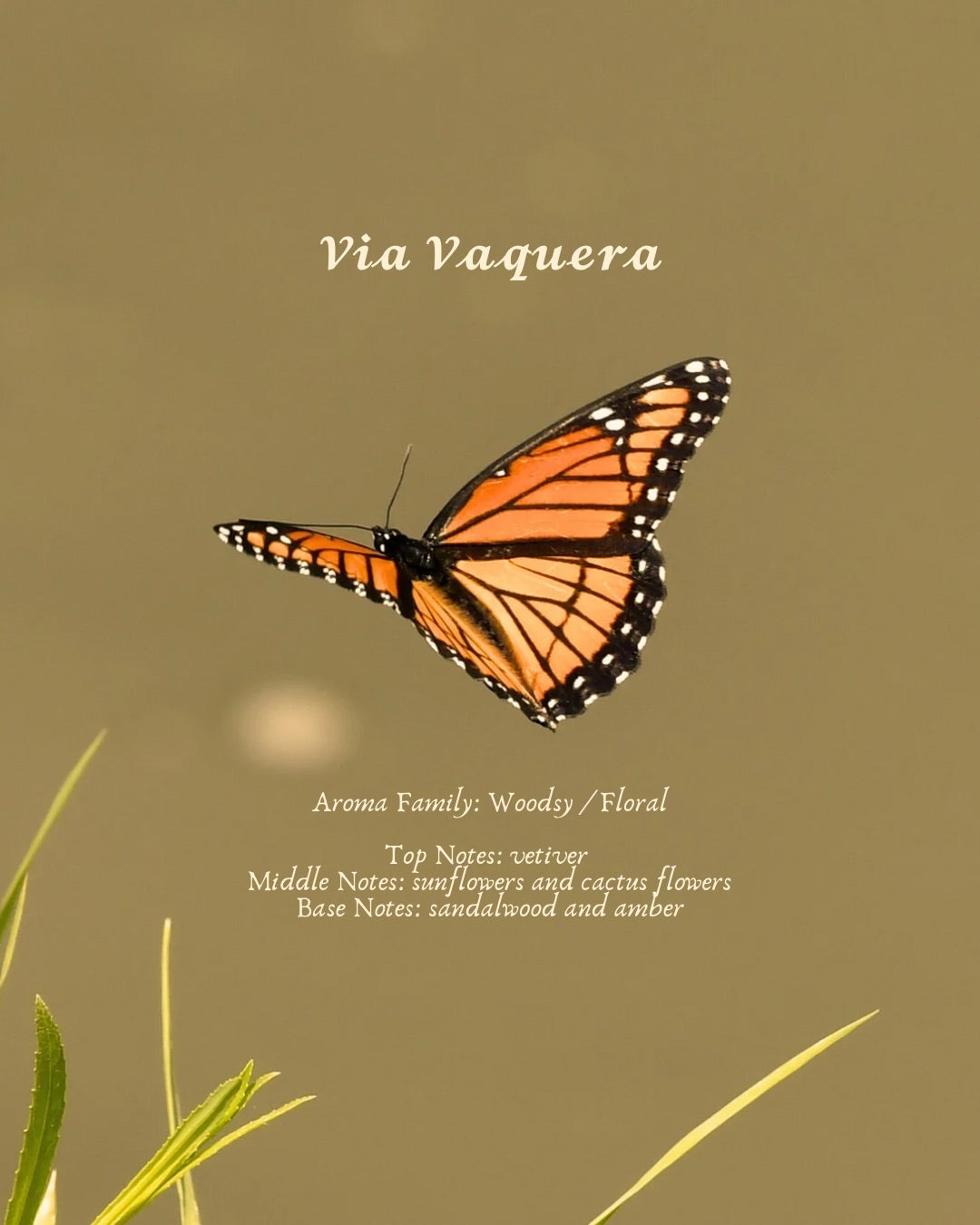 Vía Vaquera {Sunflowers & Sandalwood} Beeswax Coco Creme Candle