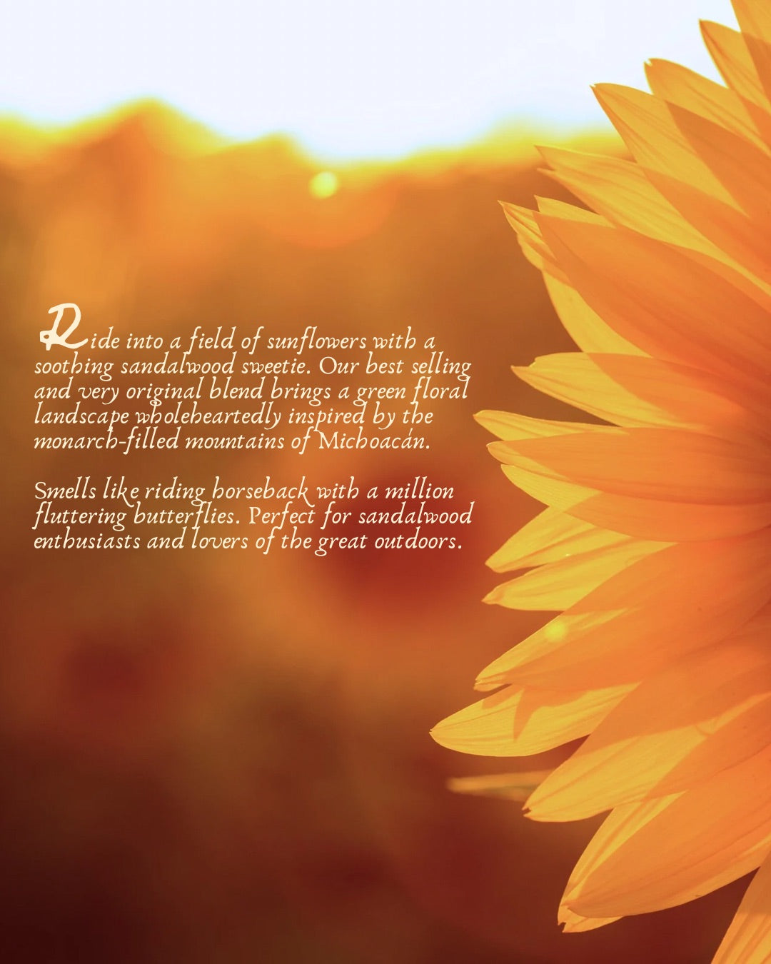 Vía Vaquera {Sunflowers & Sandalwood} Beeswax Coco Creme Candle