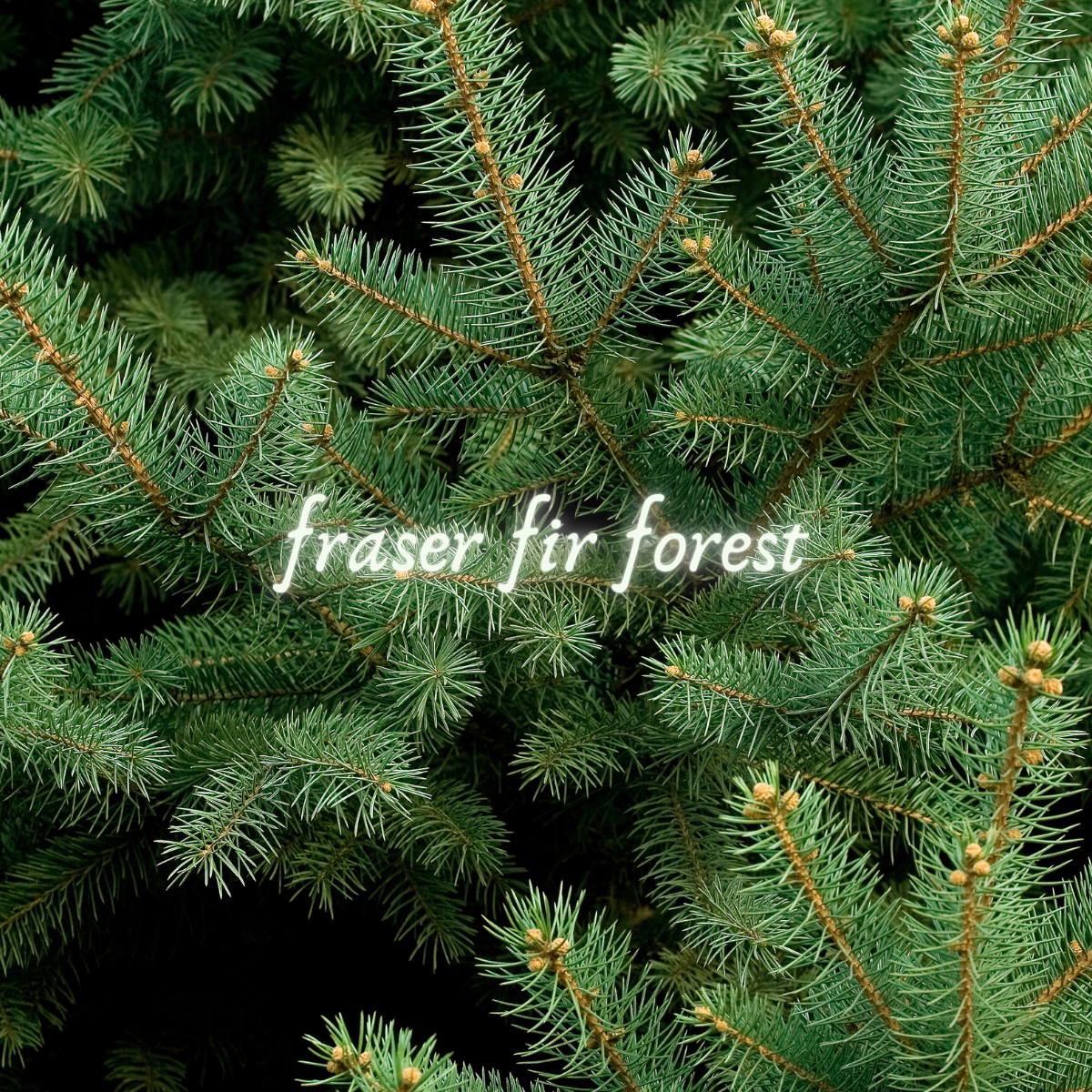 El Pino {Loteria-Inspired Fresh Cut Christmas Tree} Beeswax Coco Creme Candle